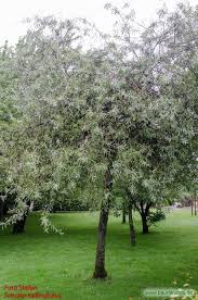 Weidenblattrige Birne Pyrus Salicifolia Habitus Alteres Exemplar Familie Rosaceae Mediterraner Garten Bepflanzung Garten