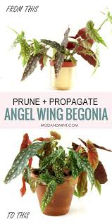 Angel Wing Begonia Care Prune And Propagate Your Plant Plants Begonia Propagating Plants