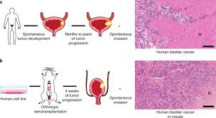 Do you mean how long do owned cats live as in domesticated cats? A Surgical Orthotopic Approach For Studying The Invasive Progression Of Human Bladder Cancer Nature Protocols