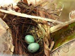 Bird Egg White With Brown Speckles Silver Beaked Tanager Eggs Eggs Rainforest Birds Birds