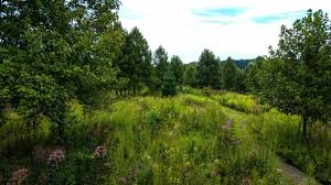 Going' Green: Environmentally Friendly Burial Grounds