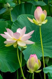 Lotus Express Photos Beautiful Flowers Pretty Flowers Amazing Flowers
