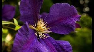 Maybe you would like to learn more about one of these? Clear Advice About How To Identify And Prune Clematis What Are Groups 1 2 And 3 Clematis With Images And Videos