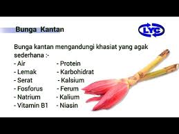 Agaknya selain bagi warna yang cantik, ada tak khasiat bunga telang untuk kesihatan?. Pasaraya Lyc Bunga Kantan Dalam Setiap 100g Gram
