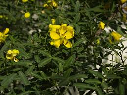 Image result for Senna singueana