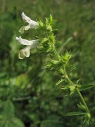 Image result for Stachys aculeolata