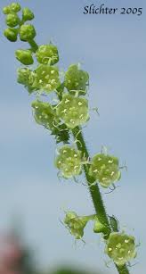 Image result for Vitellariopsis