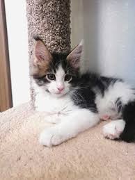 Мы хотим, чтобы друзья, однокурсники, одноклассники, соседи и коллеги всегда оставались в контакте. Mejn Kun V Habarovske Osobennosti Porody I Soderzhaniya Samoj Bolshoj Domashnej Koshki Mk Habarovsk