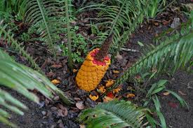 Image result for Encephalartos villosus