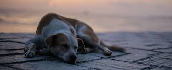 Call it fascination,obsession or call it social compliance.most of the dogs we have chosen to share our space has to be a pedigree breed. Make Indian Dogs Great Again 13 Forgotten Dog Breeds Of India No Story Left Behind