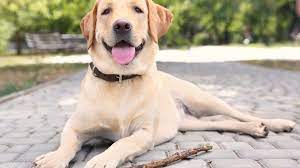 Did you know that chocolate labradors are sometimes referred to as liver female chocolate lab names. Labrador Names 500 Unique Cool Best Names For Labs All Things Dogs All Things Dogs