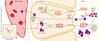 Image result for Thyroid Function Summary