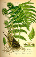 Flora Von Deutschland österreich Und Der Schweiz 1885 Pdf Thome Flora Von Deutschland Osterreich Und Der Schweiz