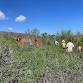Restoration at the Upper Newport Bay (Riparian) event image