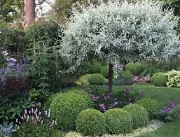 Clay Soil Silver Pear Tree Caroline Benedict Smith Garden Design Cheshire Clay Soil Plants Garden Shrubs Sloped Garden