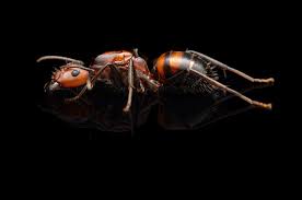 Image result for Nicolasia stenoptera