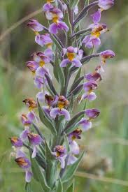 Image result for Brachycorythis