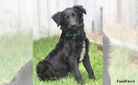 Border Collie Lab Mix Dog Breed Guide For 2019 Border