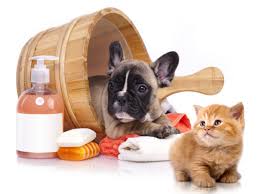 Washing and Grooming - Auburn Veterinary Hospital