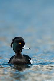 Black And White Duck Species Tufted Duck By Phil Johnston The Adult Male Is All Black Except For White Flanks And A Blue Grey Bill It Has An Obvious Head Tuft That Gives The Species Birds