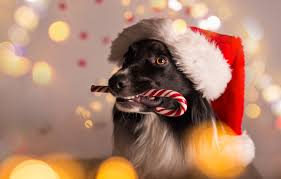 Wayfair.com has been visited by 1m+ users in the past month Wallpaper Dog New Year Christmas Christmas Dog 2018 Merry Christmas Xmas Funny Cute Decoration Santa Hat Symbol 2018 Images For Desktop Section Sobaki Download