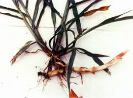 Image result for Sorghum halepense