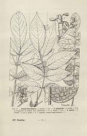 Image result for Cnestis