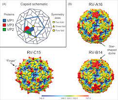Rhinoviruses (rvs) are small (30 nm). Rhinovirus Structure Replication And Classification Sciencedirect