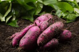 Give sweet potatoes plenty of room as these vining plants prefer to spread. How To Grow Sweet Potato Slips
