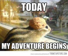 Image result for funny pics for cute chipmunks
