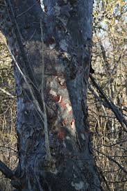 Image result for Sterculia rogersii