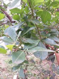 Image result for Searsia pyroides