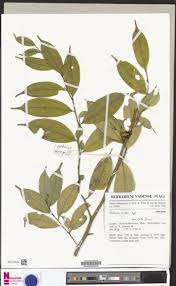 Image result for Leptaulus