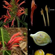 Image result for Dicliptera maculata