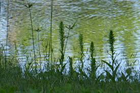 Image result for Habenaria arenaria