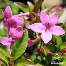 Image result for Barleria obtusa