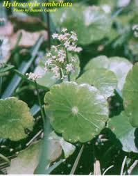 Image result for Hypertelis umbellata