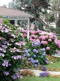 Would you like to add a bit of color in a space conscious way? Flowering Shrubs For Shade Gardens Hgtv