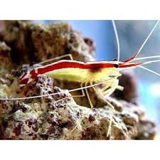 Jenis darah apa yang dimiliki oleh udang. Jenis Jenis Udang Hias Yang Cocok Di Pelihara Dalam Aquarium Air Laut