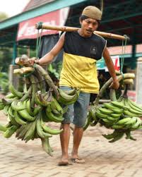 Mati, artinya bila punya anak lelaki, ayahnya yang meninggal, bila punya anak. Tergeser Pisang Mas Kirana Pisang Agung Mulai Merana Kade News