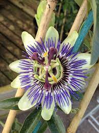 Passion Flower Small But Dazzlingly Beautiful And Perfectly Formed Passion Flower Love Flowers Flowers