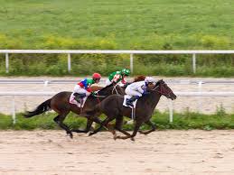 Royal Western India Turf Club Low Betting Taxes Celeb Guests How Rwitc Aims To Attract Mumbai Millennials To Horse Racing The Economic Times We can offer you some more new highlights. royal western india turf club low