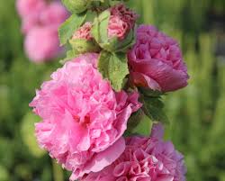 Image result for Alcea rosea
