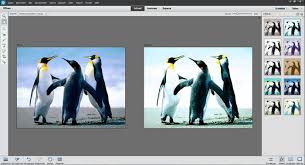 It is a successor of adobe photoshop (limited edition). Adobe Photoshop Elements Download Freeware De