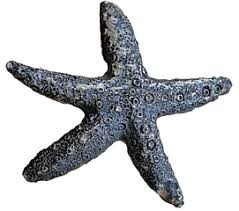 Starfish pattern printable fisch vorlage seestern ausdrucken 1. Seestern 4teachers Suchergebnisse Seite 2