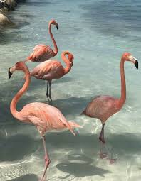 Birds That Start With F Pin De Lisa Coleman Em Animals Imagens De Flamingo Flamingo Papel De Parede Flamingos Cor De Rosa