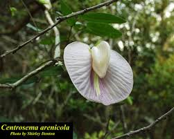 Image result for Centrosema