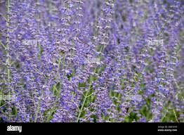 Image result for Lavandula angustifolia `Vera`