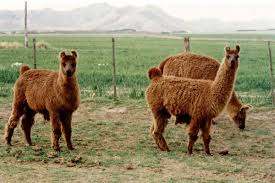 Image result for Alpaca Brown 1981 Motor Home