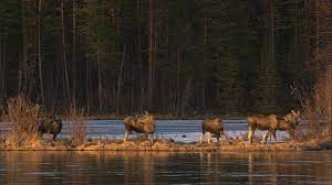 We currently have 0 images in this section. Ny Sasong Av Den Stora Algvandringen Utsidan